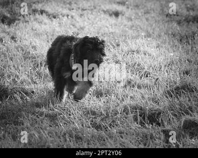 Goldendoodle cucciolo che gioca su un prato. Cane ibrido che non causa allergia ai capelli animali. Nero e Tan Coat. Foto animale di un cane Foto Stock