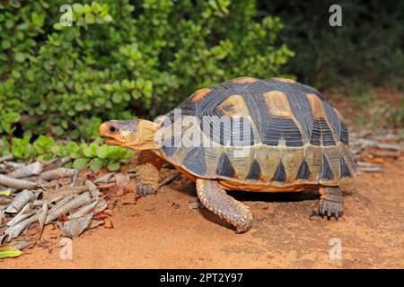 Una piccola tartaruga angolata (Chersina angulata) in habitat naturale, Sudafrica Foto Stock