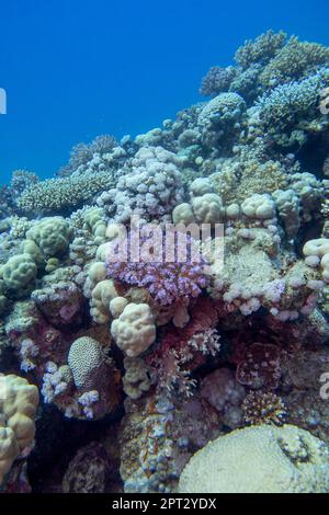 Barriera corallina colorata e pittoresca in fondo al mare tropicale, coralli  duri, paesaggio subacqueo Foto stock - Alamy