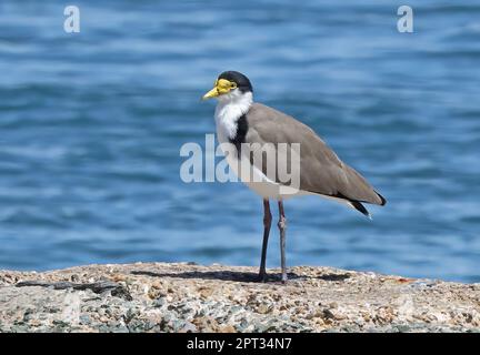 Mascherato Lapwing (Vanellus Miles novaehollandiae) adulto in piedi a Waters bordo sud-est Queensland, Australia. Marzo Foto Stock