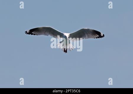 Gabbiano d'argento (Larus novaehollandiae) adulto in volo North Stradbroke Island, Queensland, Australia. Marzo Foto Stock