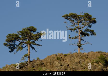 Pini delle Isole Canarie Pinus canariensis. Riserva naturale integrale di Inagua. Gran Canaria. Isole Canarie. Spagna. Foto Stock