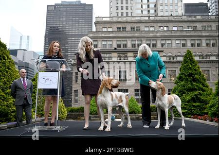 New York, Stati Uniti. 27th Apr, 2023. Bracco Italianos Jasper ed Elvira sono presentati come nuova razza ammessa durante l'annuale 147th Westminster Kennel Club Dog Show Press Preview al Los & Garden al Rockefeller Center, New York, giovedì 27 aprile 2023. Il Westminster Kennel Club Dog Show 147 si terrà dal 6 al 9 maggio. (Foto di Anthony Behar/Sipa USA) Credit: Sipa USA/Alamy Live News Foto Stock