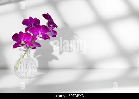 Rametto di orchidea viola in vaso trasparente su sfondo bianco con illuminazione brillante, spazio copia, foto orizzontale. Silhouette floreale e sfocata Foto Stock