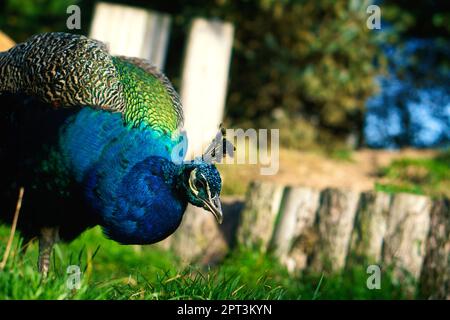 Il pavone dell'uccello attacca la sua testa nell'immagine. Elegante uccello dai colori magnifici. Foto di animali Foto Stock