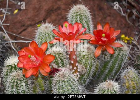 Piccolo cactus con fiori d'arancio luminosi e belli fiorì nel giardino di cactus durante la primavera Foto Stock