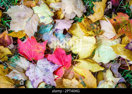 Immagine ravvicinata delle foglie cadute sul terreno Foto Stock