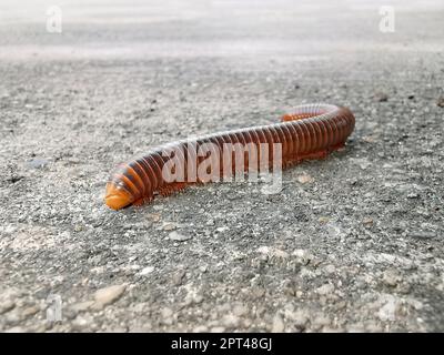 Accoppiamento millipede, millipede che cammina sul terreno nella stagione piovosa della Thailandia Foto Stock