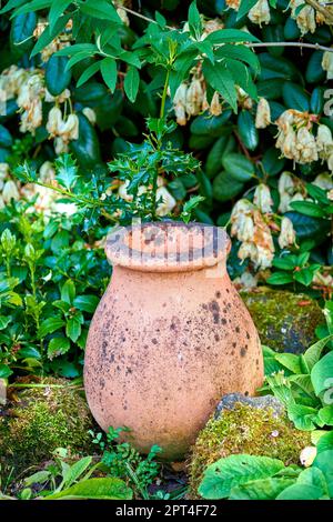 Il prodotto di giardinaggio corretto. un giardino ben tenuto Foto Stock