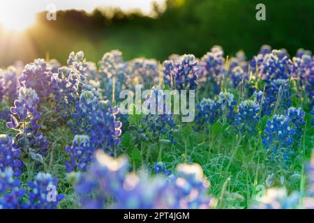 Al piano terra, macrofotografia retroilluminata di Bluebonnet all'alba sulla prateria del Texas vicino al lago Benbrook. Foto Stock