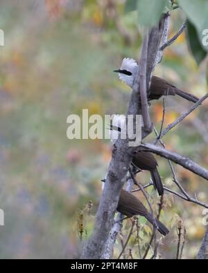 Three White Laughing Thrush in visita Foto Stock