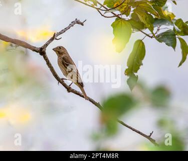 Una Finca Rosa che riposa su un ramo Foto Stock