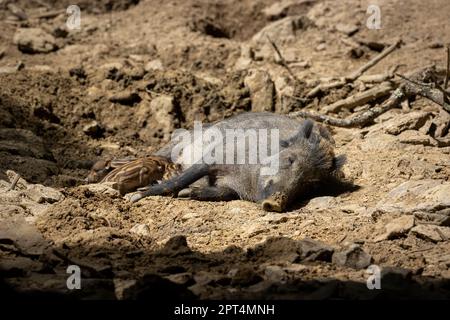 Giugno e un cinghiale scrofa succhia i suoi giovani suinetti al sole Foto Stock