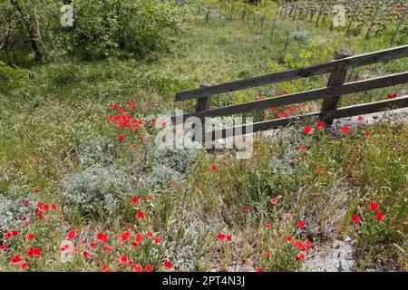 Papaveri che crescono selvaggi in un campo in primavera in Valle d'Aosta, NW Italia Foto Stock