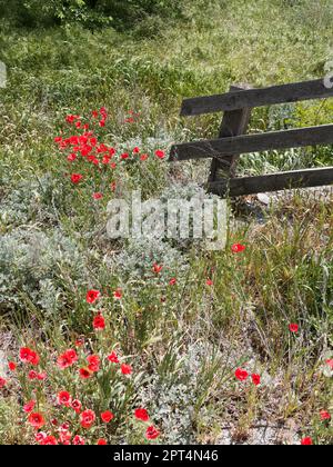 Papaveri che crescono selvaggi in un campo in primavera in Valle d'Aosta, NW Italia Foto Stock