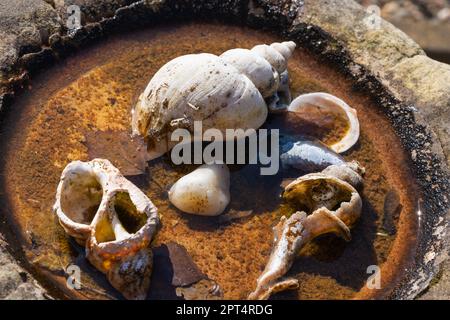 Ciottoli, conchiglie, la spiaggia, collezione, bagno di uccelli, Molto vecchio, degradato, Coastal Protection Act 1949, biblioteca di conchiglie, gastropoda, bivalve, creste, manopole. Foto Stock
