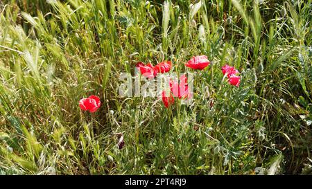 Papaveri che crescono selvaggi in un campo in primavera in Valle d'Aosta, NW Italia Foto Stock