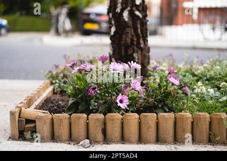 Una piantatrice di fiori con fiori viola e un albero sulla strada a Londra, Regno Unito. Foto Stock