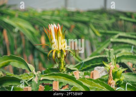 Frutto del drago o o pitahaya fiore coltivato pronto a fiorire fattoria in serre, per il consumo e la vendita sul mercato. Industria agroindustriale di piante esotiche Foto Stock