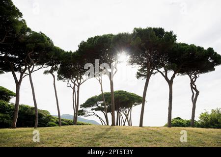 Spiaggia e pini antichi, Spiaggia di Baratti, Baratti, vicino Piombino, Maremma, Provincia di Livorno, Toscana, Italia Foto Stock