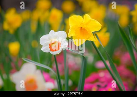 Daffodils primavera, daffodil, giallo Foto Stock