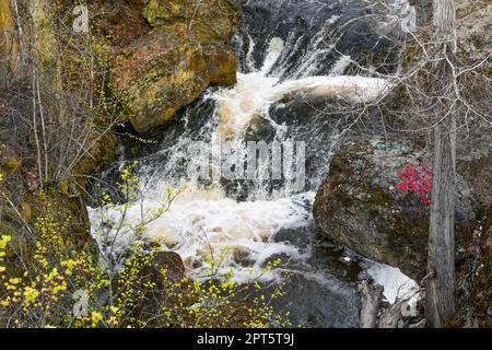 Ravine, ruscello, Glen Canyon Regional Park, West Kelowna, British Columbia, Canada Foto Stock