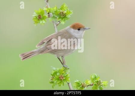 Blackcap (Sylvia atricapilla), femmina, seduta su rosa canina (Rosa corymbifera), animali, uccelli, uccelli migratori, songbird, Siegerland, Nord Foto Stock