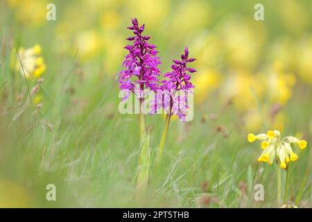 Orchidea porpora primorchidea (Orchis mascula), fioritura, tra cowslip comune (Primula veris), Assia, Germania Foto Stock