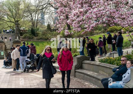 Orde di visitatori scendono a Central Park a New York in una calda primavera Sabato, 8 aprile 2023 partecipando a varie attività, tra cui guardare i numerosi alberi di ciliegio fiorire. (© Richard B. Levine) Foto Stock