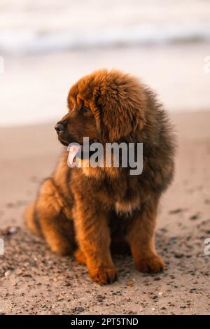 Chiwa- cucciolo di mastiff tibetano rosso sulla spiaggia Foto Stock