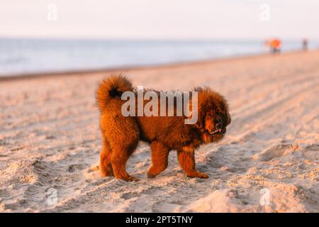 Chiwa- cucciolo di mastiff tibetano rosso sulla spiaggia Foto Stock