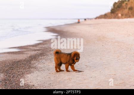 Chiwa- cucciolo di mastiff tibetano rosso sulla spiaggia Foto Stock