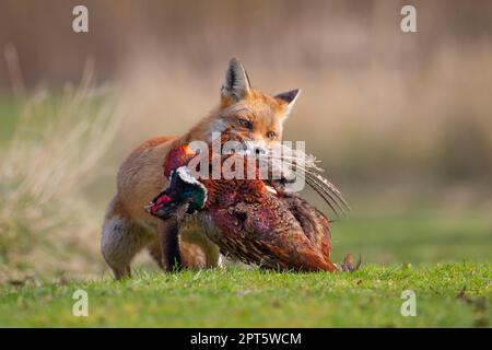 Volpe rossa (Vulpes vulpes) animale adulto portatore di un fagiano comune morto (Phasianus colchicus), Bedfordshire, Inghilterra, Regno Unito Foto Stock