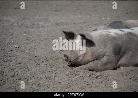 Suino domestico che wowpering nel fango Foto Stock