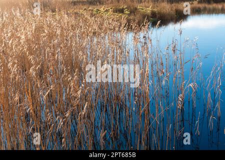 Salpalude su Walney Island, Cumbria Foto Stock