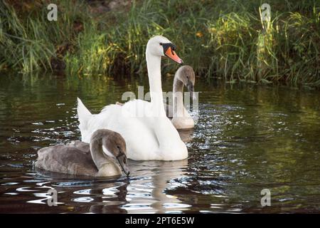 famiglia di cigni madre e due anatroccoli nuotare sul fiume nel loro habitat naturale Foto Stock