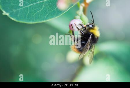 un'ape raccoglie nettare su un fiore. naturale sfondo erba naturale con sfocatura e bokeh Foto Stock