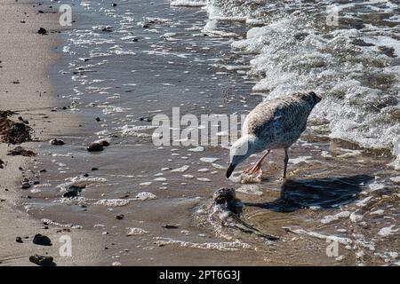 Seagull sulla spiaggia sabbiosa di zingst. Primo piano dell'uccello Foto Stock