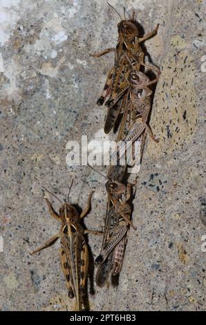 Locuste marocchine Dociostaurus maroccanus. Cruz de Pajonales. Riserva Naturale integrale di Inagua. Tejeda. Gran Canaria. Isole Canarie. Spagna. Foto Stock