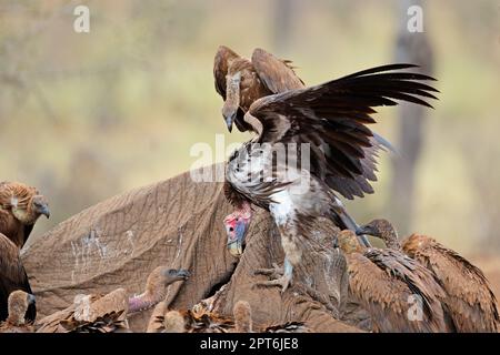 Un avvoltoi dalla faccia di un lappet e dal dorso bianco su un elefante morto, il Parco Nazionale di Kruger, Sud Africa Foto Stock