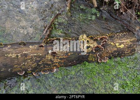 Funghi albero, tramete farfalla (Trametes versicolor) su un tronco morto albero in acqua, Baviera, Germania Foto Stock
