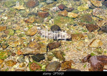 Scheletro di Fishbone all'interno del mare di roccia di ciottoli. Fuoco selettivo dello scheletro a spina di pesce. Foto Stock