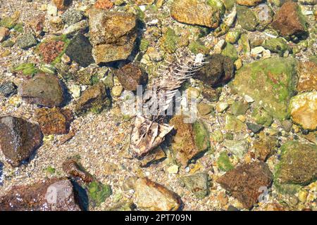 Scheletro di Fishbone all'interno del mare di roccia di ciottoli. Fuoco selettivo dello scheletro a spina di pesce. Foto Stock