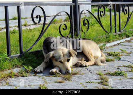 Un grande cane randagio si trova sulle lastre di pavimentazione nel mezzo della piazza della città Foto Stock