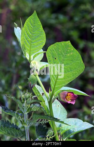 Schwarze Tollkirsche (Atropa belladonna) - blühende Pflanze Foto Stock