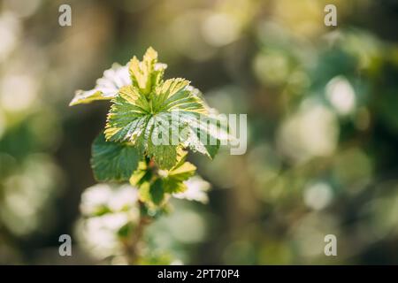 Ribes Nigrum o ribes nero. Foglie giovani di foglia verde di primavera che crescono nella pianta di Bush. Giovane lussureggiante su arbusto in Giardino vegetale. Foto Stock