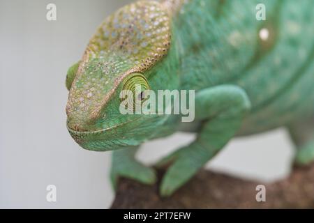 Chameleon su un ramo con contatto visivo con lo spettatore. Verde, giallo scale rosse. Primo piano dettagliato dell'interessante rettile. Foto Stock