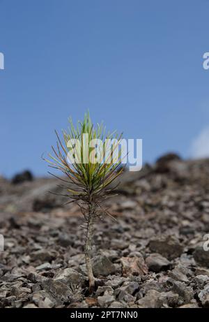 Sparo di Canary Island Pine Pinus canariensis. Riserva Naturale integrale di Inagua. Gran Canaria. Isole Canarie. Spagna. Foto Stock