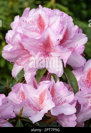 Rhododendron ponticum Filigran (Rhododendron ponticum) Foto Stock