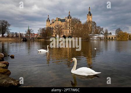 Castello di Schwerin con due cigni muti (Cygnus olor) sul lago di Schwerin, Schwerin, Meclemburgo-Pomerania occidentale, Germania Foto Stock